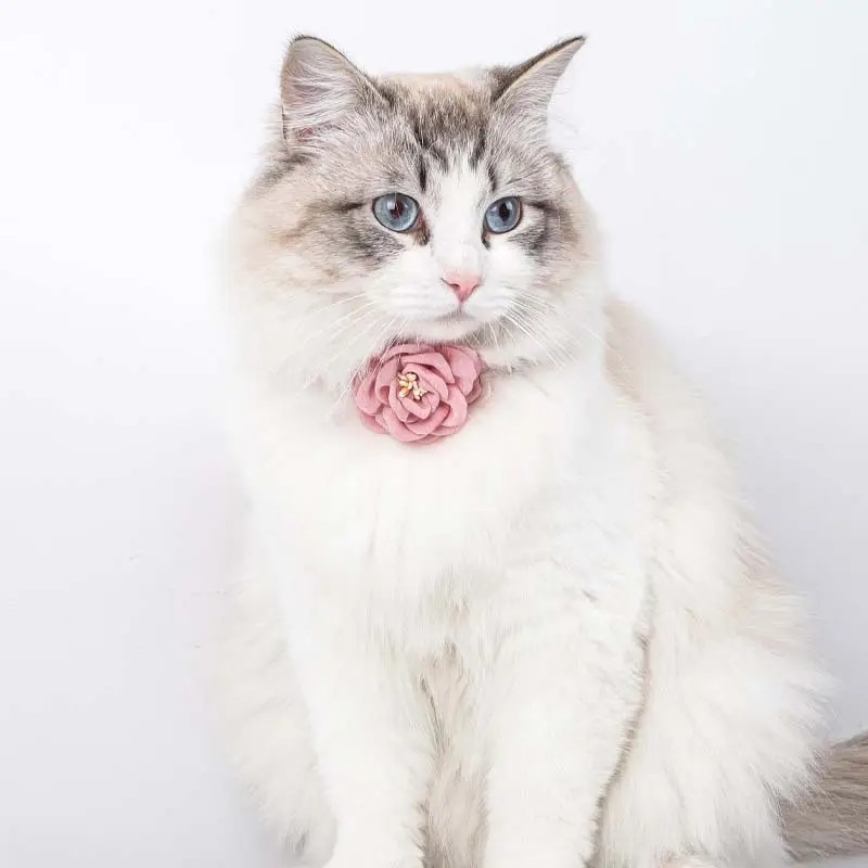 COLLAR DE GATO CON FLOR