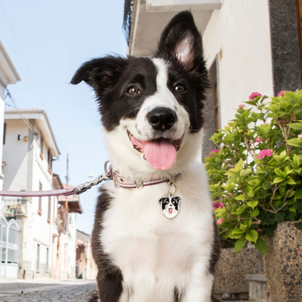 Placa de Identificación Border Collie