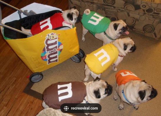 DISFRAZ DE CHOCOLATE M&M PARA PERRO