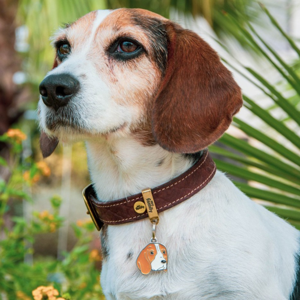 Placa Identificación Beagle