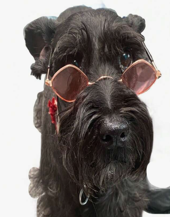 LENTES PARA PERRO O GATO